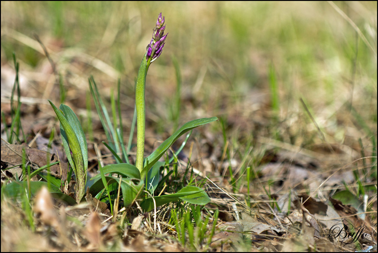 Orchis mascula subsp. speciosa